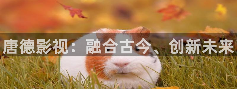 西瓜天狼影院：唐德影视：融合古今、创新未来